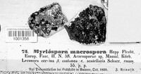 Image of Acarospora macrospora
